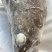 银雪鱼头雪鱼阿根廷雪鱼头多肉