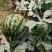 【**优选】山东万亩甜王西瓜种植基地包熟包甜货源充足