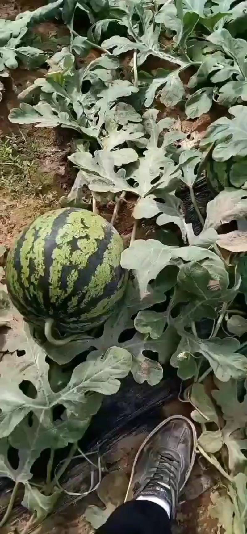 【**优选】山东万亩甜王西瓜种植基地包熟包甜货源充足