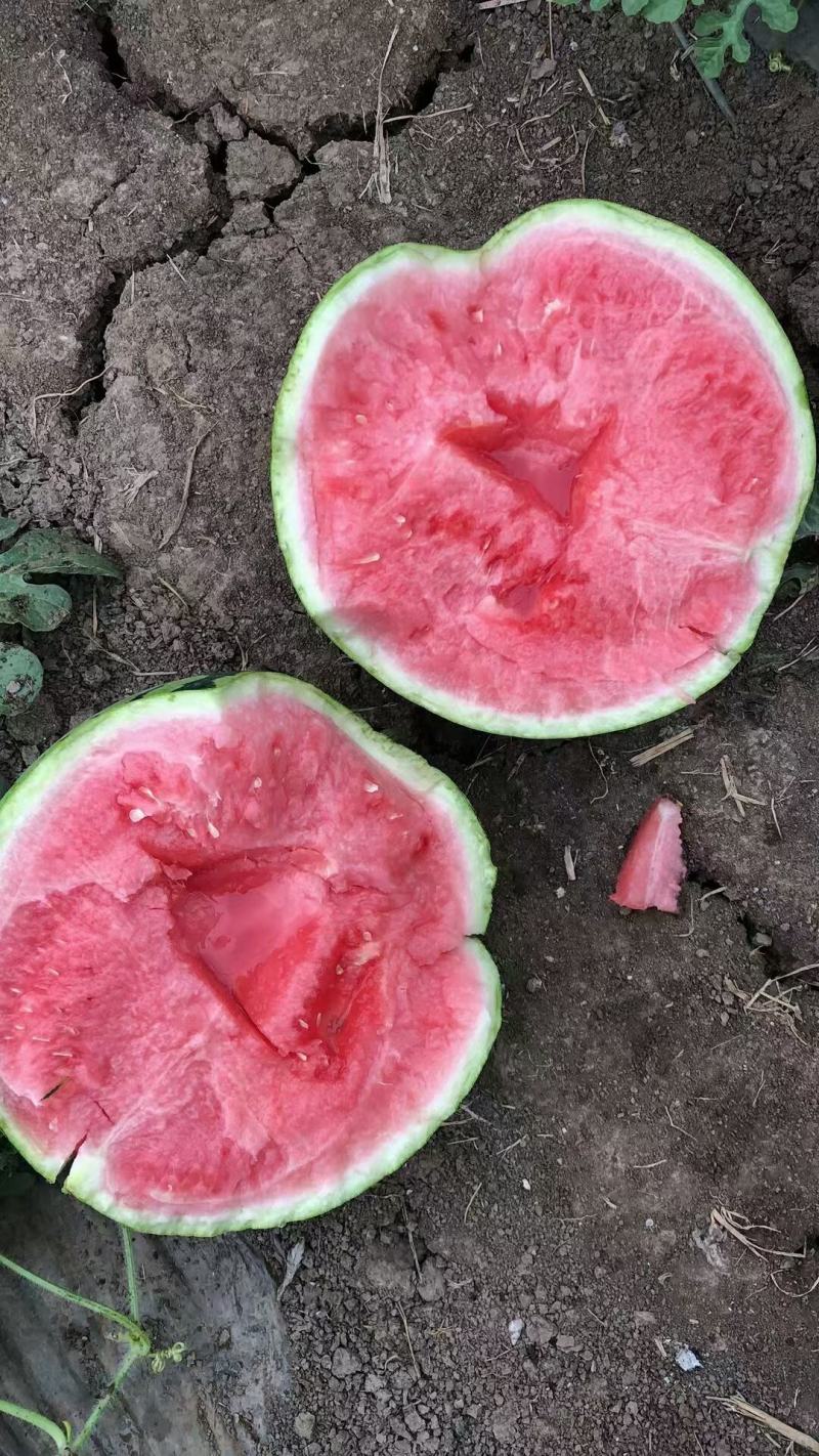 【**优选】山东万亩甜王西瓜种植基地包熟包甜货源充足