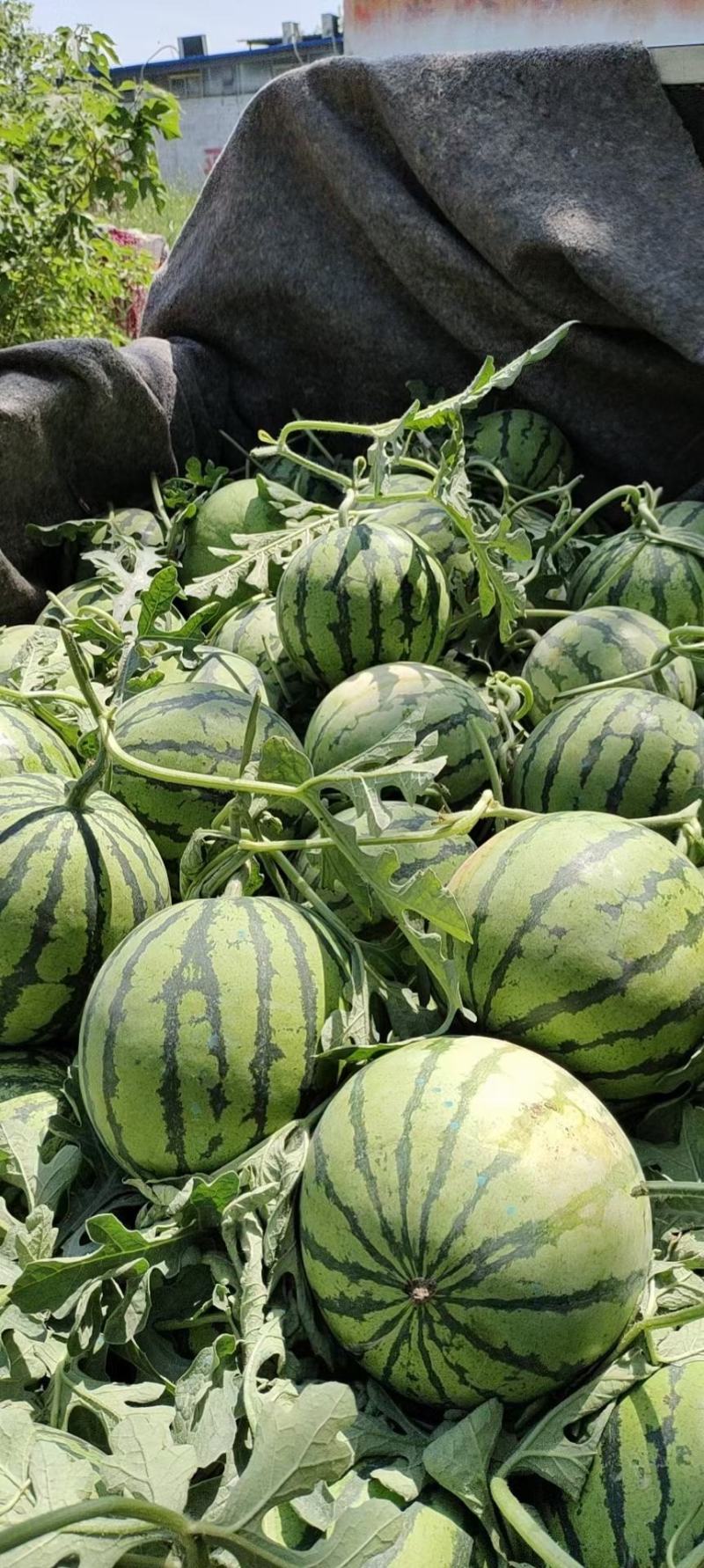 【**优选】山东万亩甜王西瓜种植基地包熟包甜货源充足