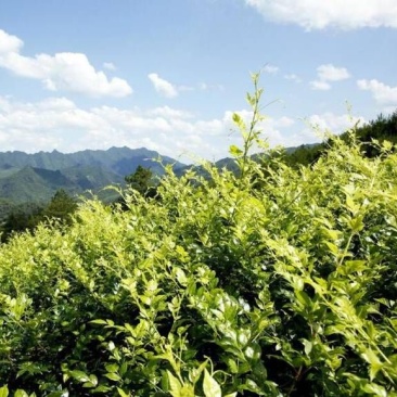 野生莓茶