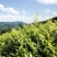野生莓茶