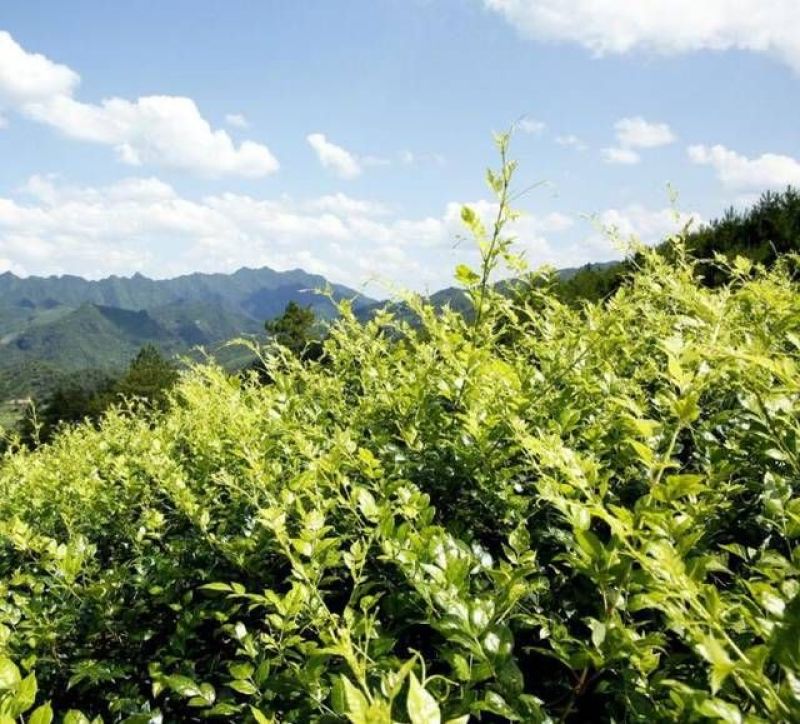 野生莓茶