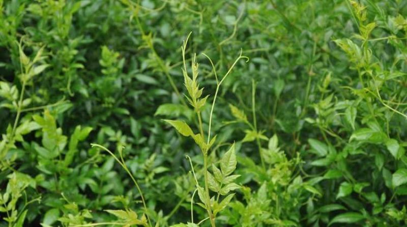 野生莓茶