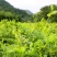 野生莓茶