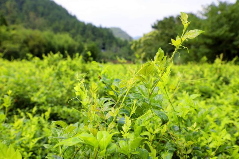 野生莓茶