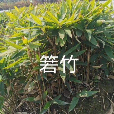 若竹