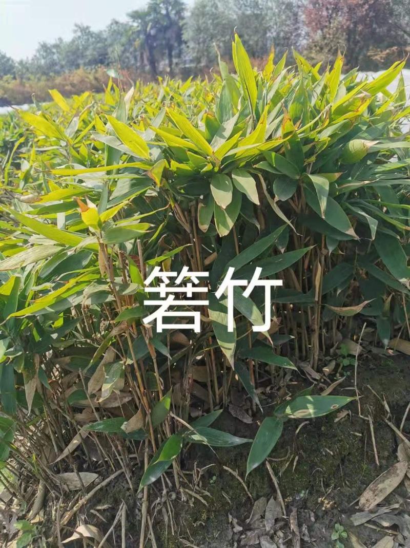 若竹