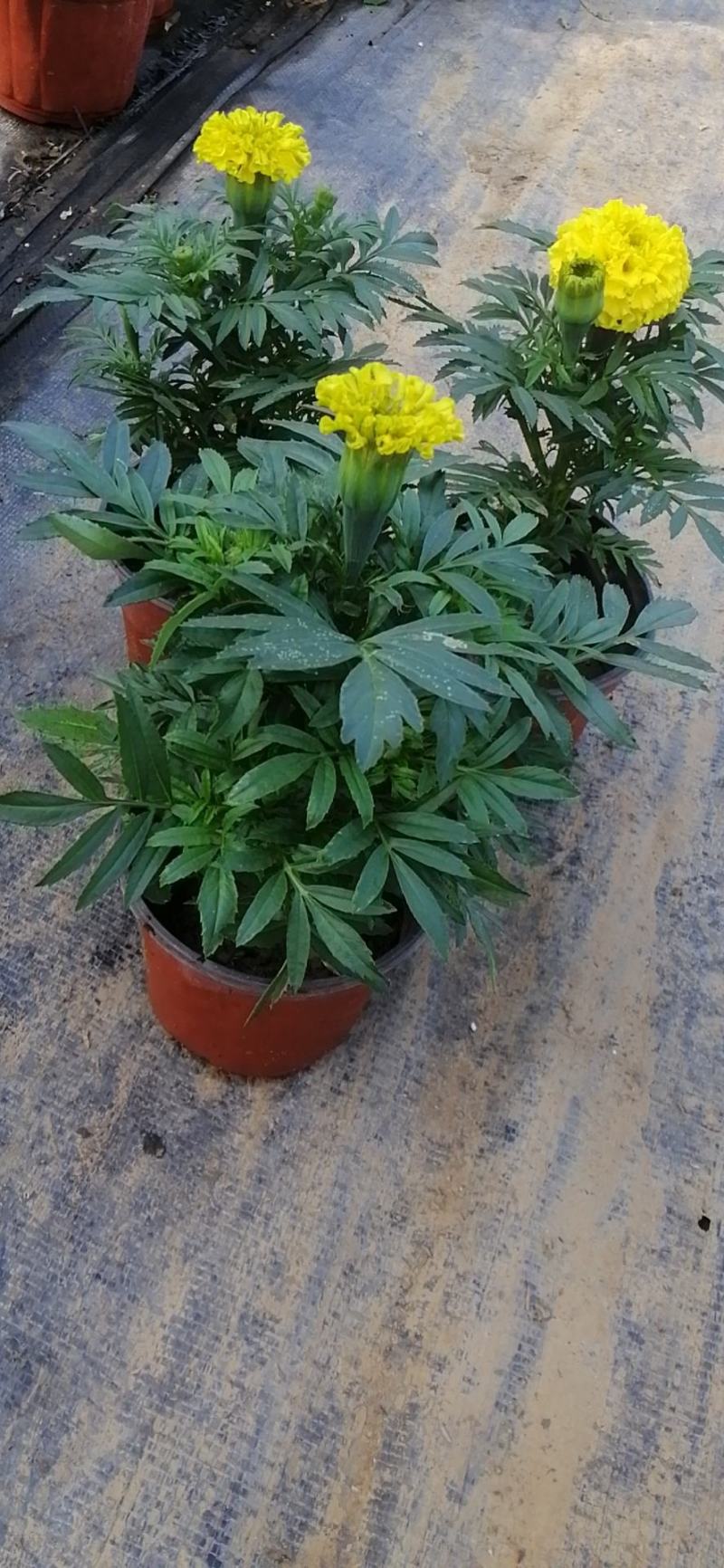 万寿菊，