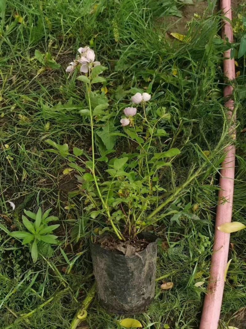 粉花蔷薇杯苗东北耐寒蔷薇蔓藤攀援类植物实地看苗优惠