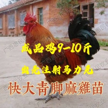 麻鸡苗大种青脚麻/大铁脚青脚麻鸡抗病强孵化场直销