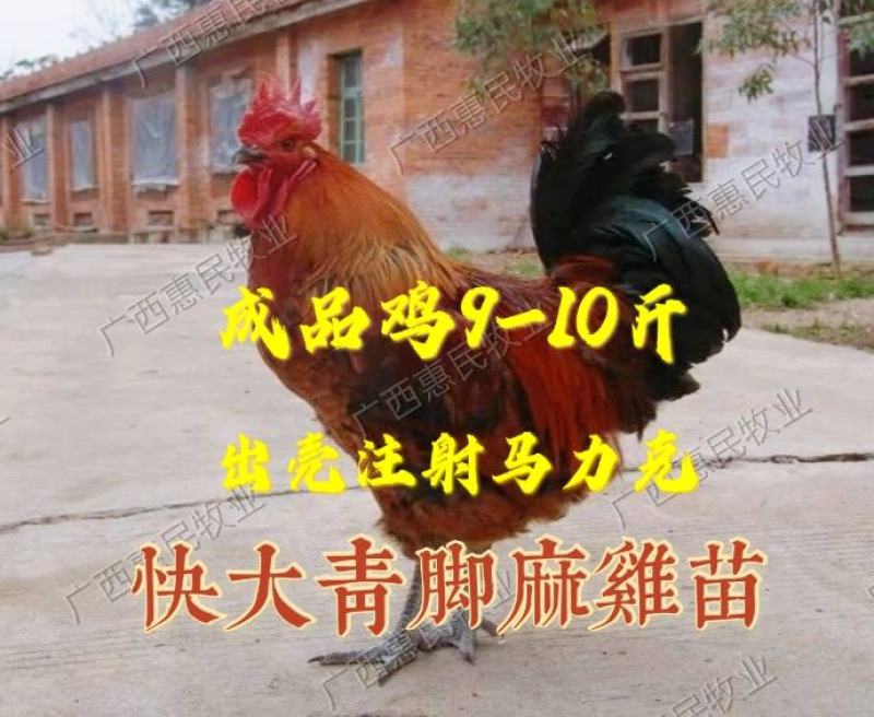 麻鸡苗大种青脚麻/大铁脚青脚麻鸡抗病强孵化场直销