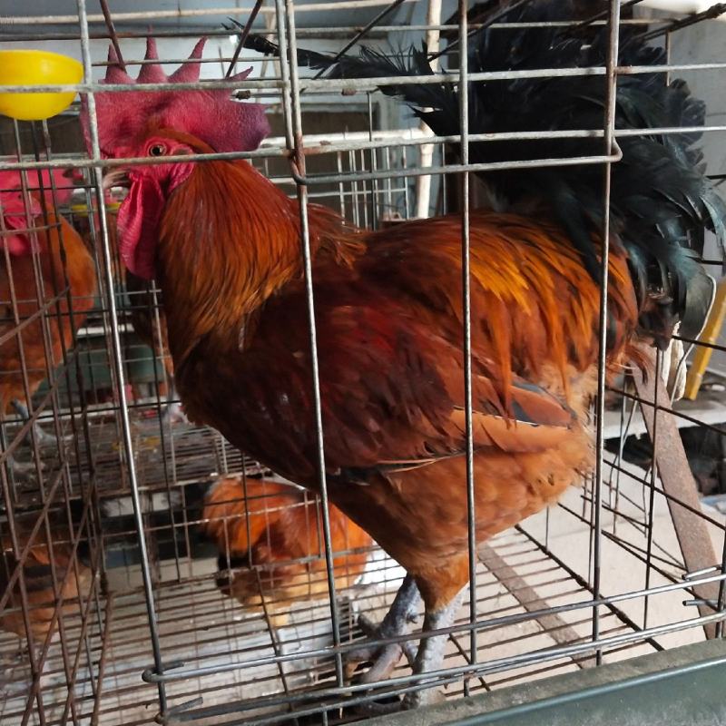 麻鸡苗大种青脚麻/大铁脚青脚麻鸡抗病强孵化场直销