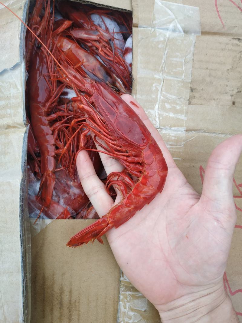 下半年首批南海大红魔虾，低温冷冻，质量保证，欢迎批发零售