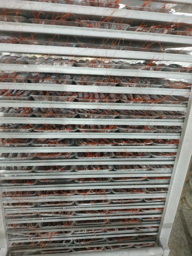 下半年首批南海大红魔虾，低温冷冻，质量保证，欢迎批发零售
