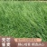 无芒雀麦种子多年生耐寒草四季青畜禽牧草籽猪牛羊驴鸡鹅兔鱼