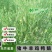无芒雀麦种子多年生耐寒草四季青畜禽牧草籽猪牛羊驴鸡鹅兔鱼