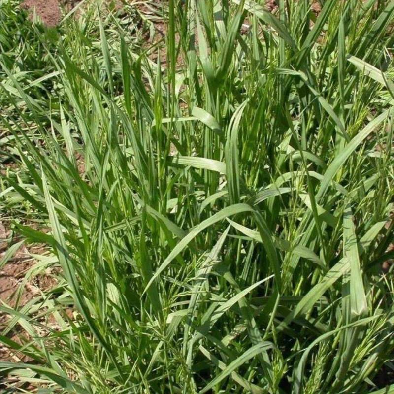 无芒雀麦种子多年生耐寒草四季青畜禽牧草籽猪牛羊驴鸡鹅兔鱼
