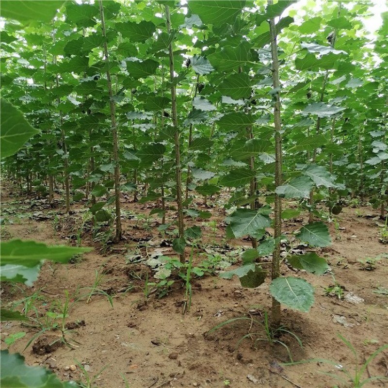 杨树，杨树苗，1公分到4公分杨树苗，量大从优供应杨树苗