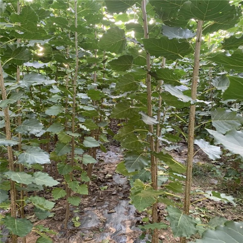 杨树，杨树苗，1公分到4公分杨树苗，量大从优供应杨树苗