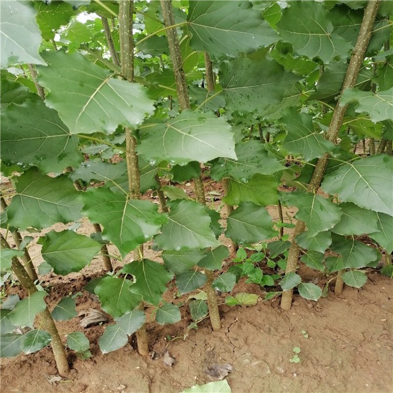 杨树，杨树苗，1公分到4公分杨树苗，量大从优供应杨树苗