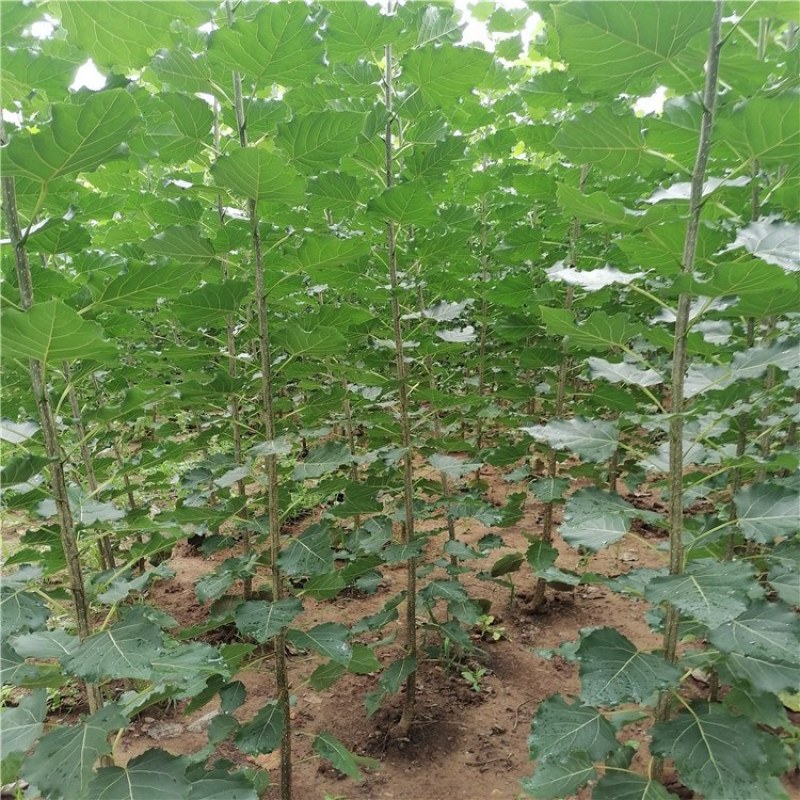 杨树，杨树苗，1公分到4公分杨树苗，量大从优供应杨树苗