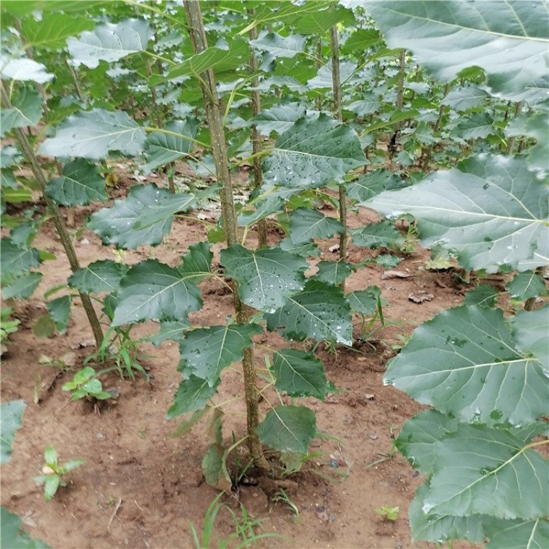 杨树，杨树苗，1公分到4公分杨树苗，量大从优供应杨树苗