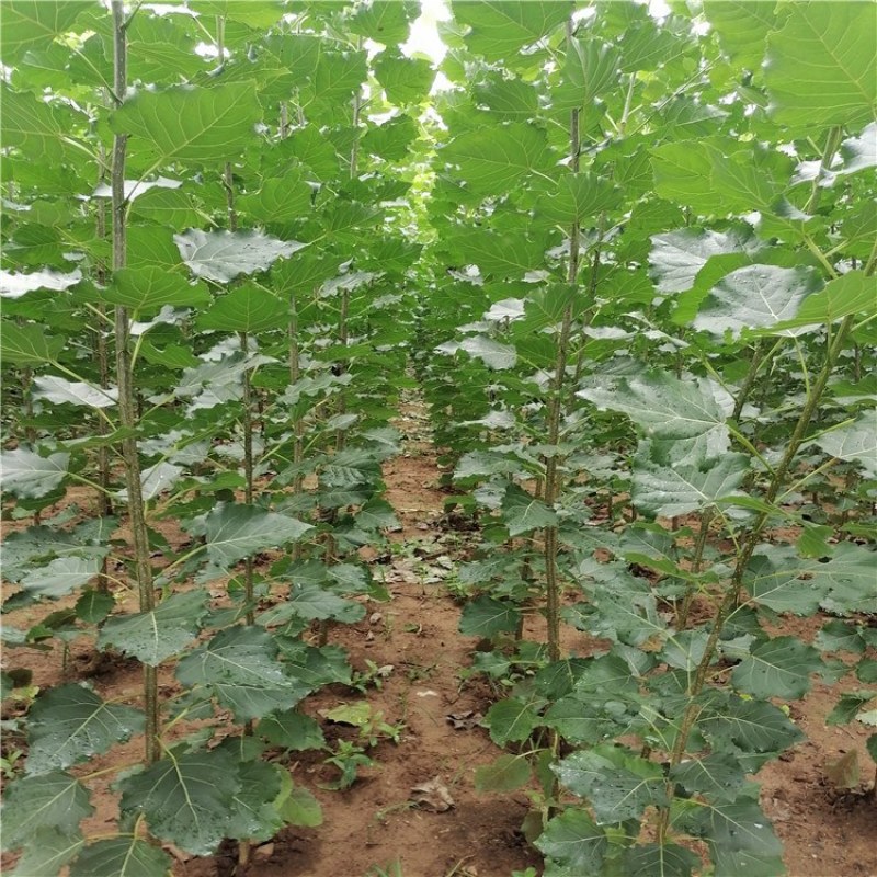 杨树，杨树苗，1公分到4公分杨树苗，量大从优供应杨树苗
