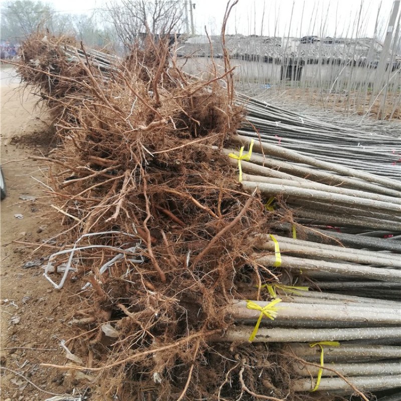 杨树，杨树苗，1公分到4公分杨树苗，量大从优供应杨树苗