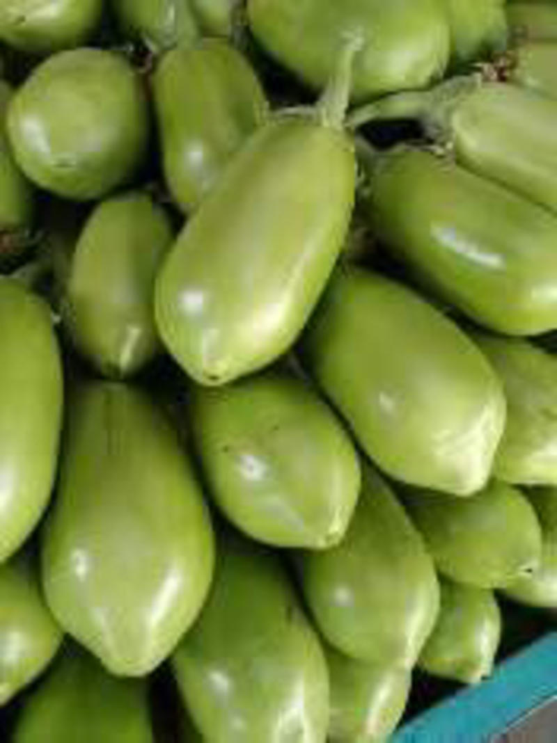 新野青茄上货量大产地直供各种蔬菜