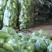 新野青茄上货量大产地直供各种蔬菜