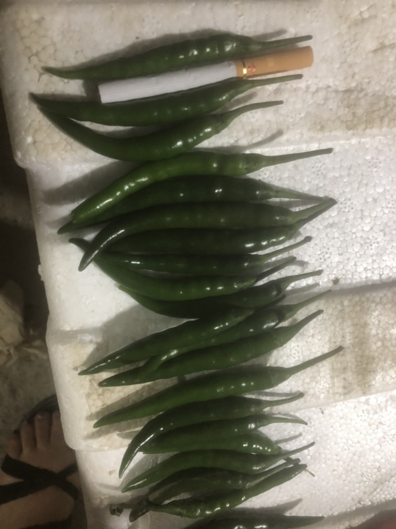 新苗红米青米椒
