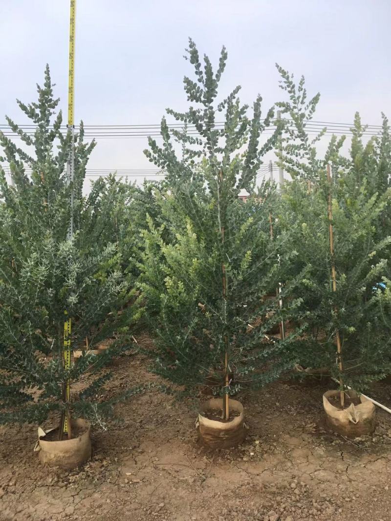 银合欢，白合欢场地直销大量供应欢迎咨询