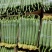 【鲜花丝瓜】江苏丝瓜大量供应品质保证可视频看货
