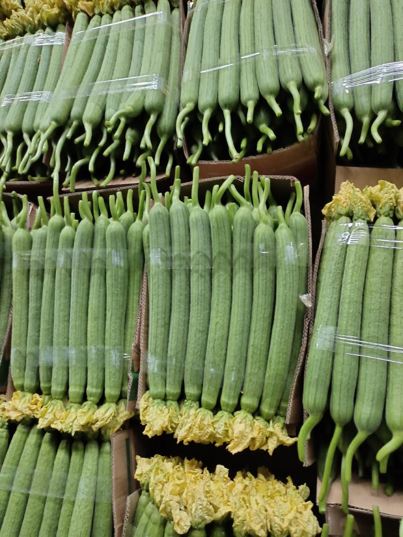 【鲜花丝瓜】江苏丝瓜大量供应品质保证可视频看货