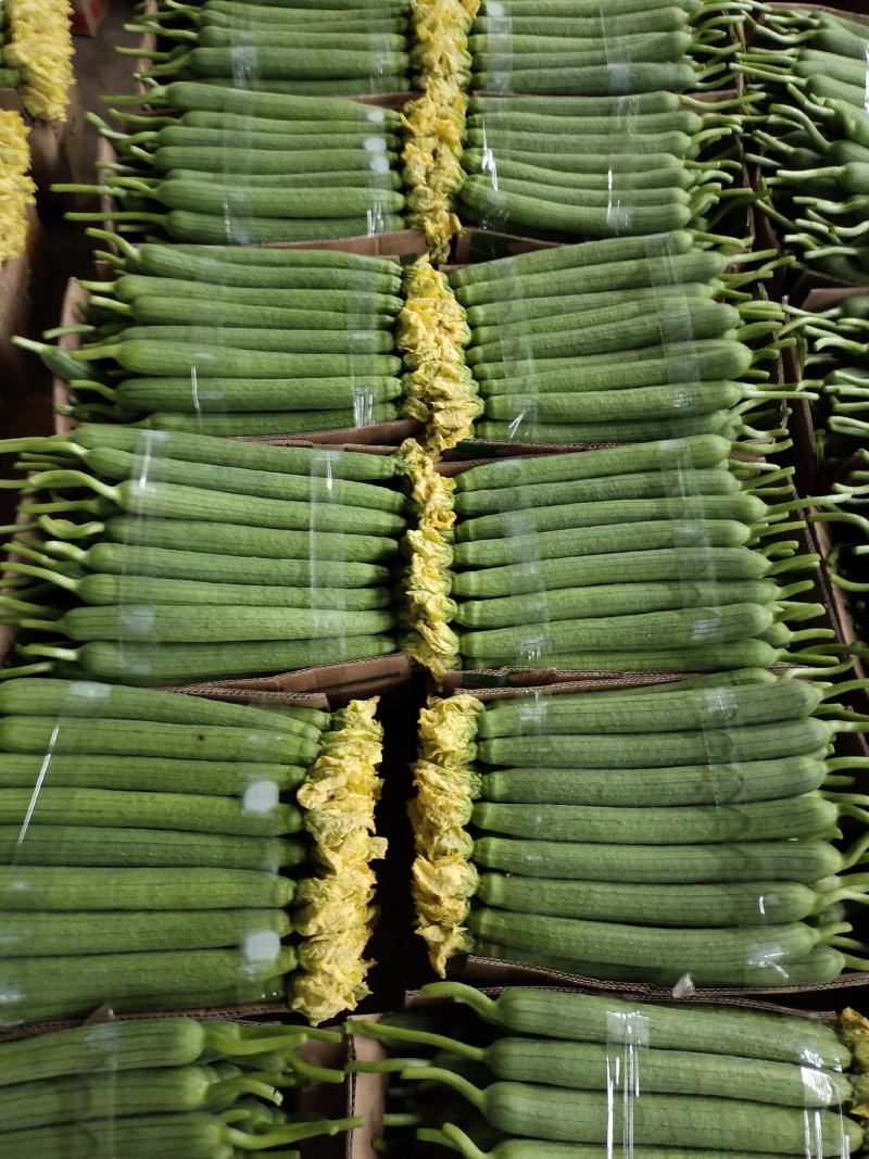 【鲜花丝瓜】江苏丝瓜大量供应品质保证可视频看货