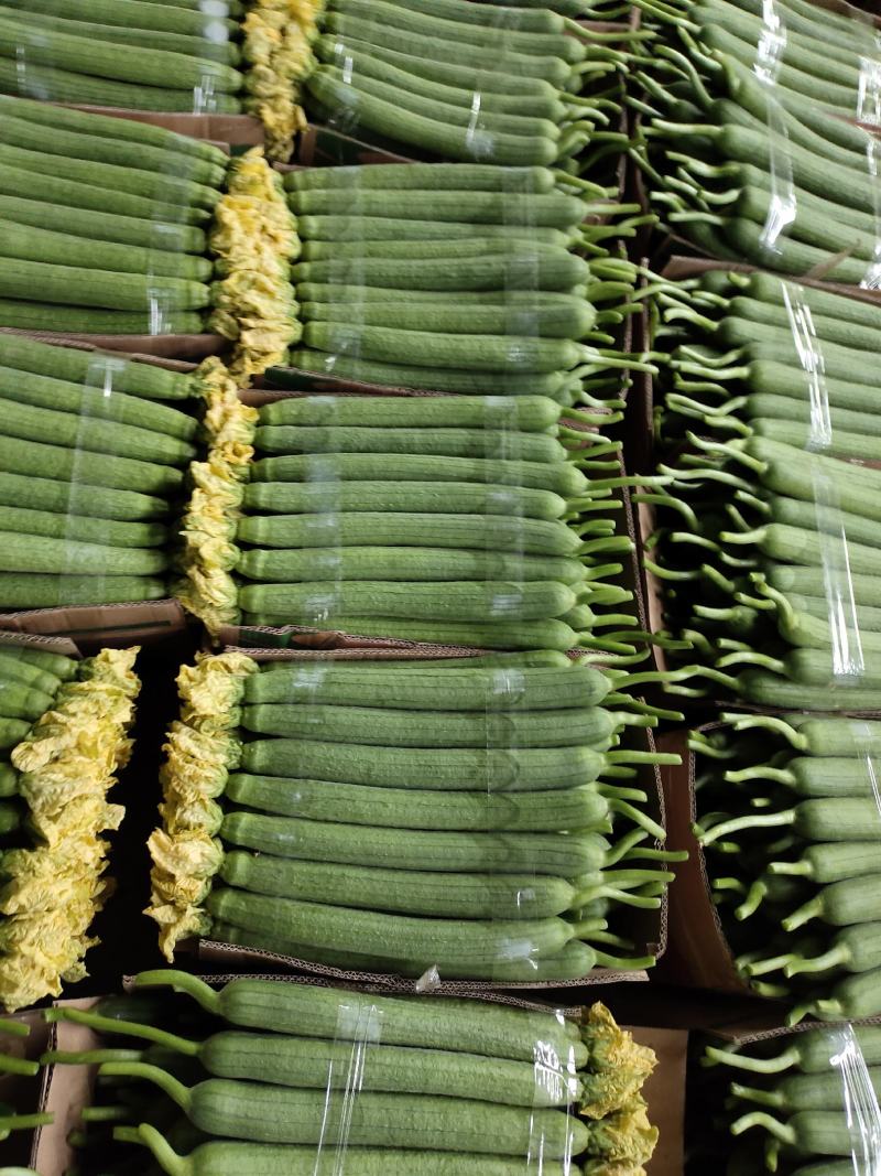 【鲜花丝瓜】江苏丝瓜大量供应品质保证可视频看货