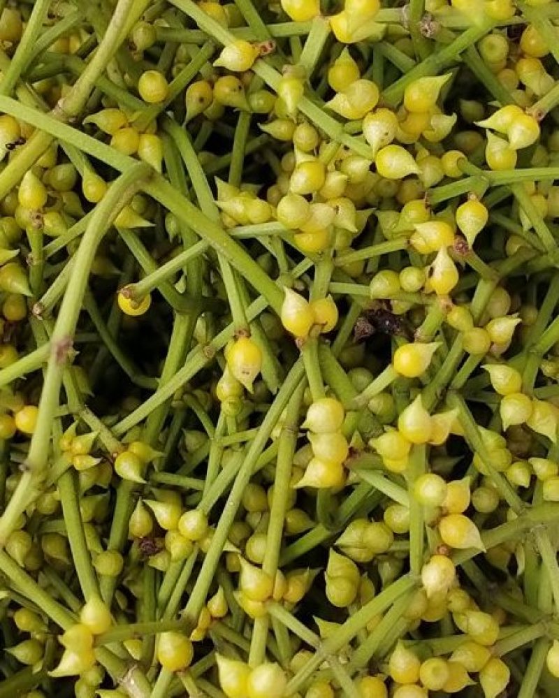 水翁花大量货源