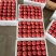 【江苏硬粉西红柿】连云港西红柿大量有货果行圆硬度好