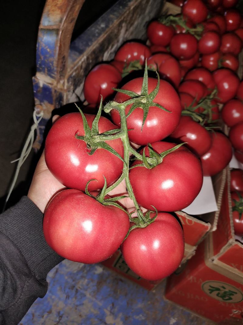 精品西红柿大量供应中，长年经营西红柿，**批发基地直供