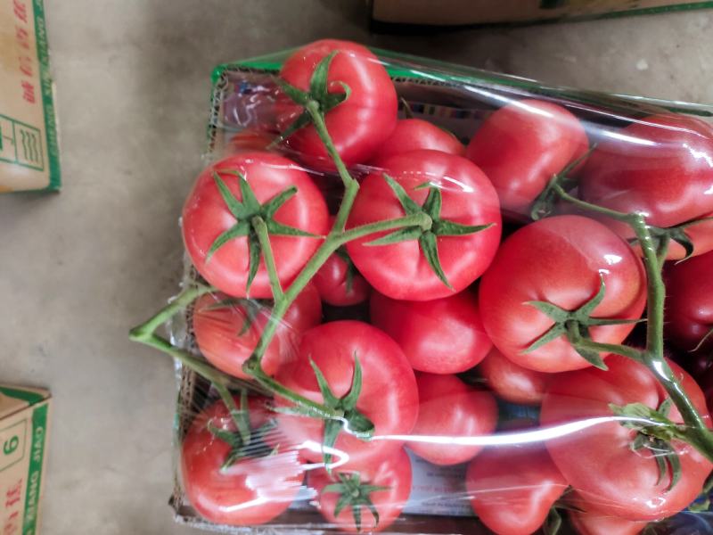 精品西红柿大量供应中，长年经营西红柿，**批发基地直供