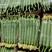 【西葫芦】绿皮西葫芦，大量上市产地直销可视频看货