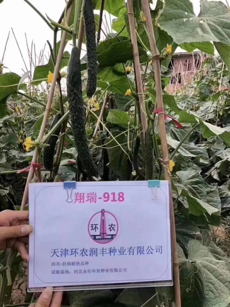 翔瑞918黄瓜种子，露地专用抗热抗高温夏季油亮绿心黑绿皮