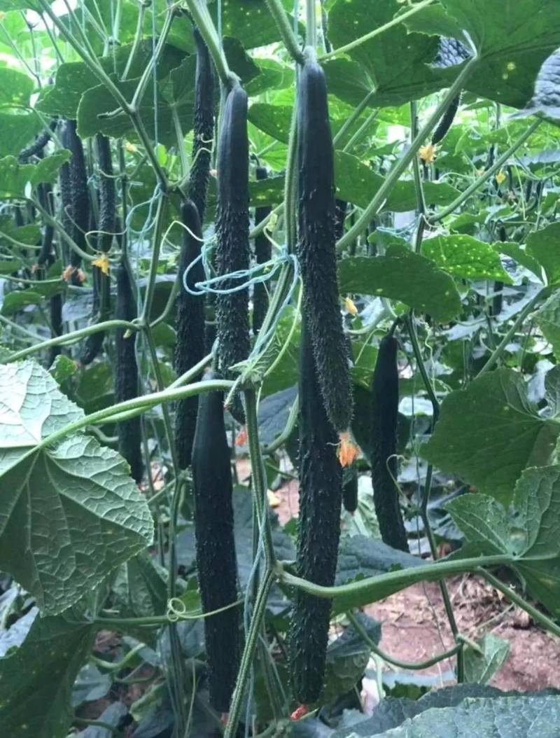 翔瑞918黄瓜种子，露地专用抗热抗高温夏季油亮绿心黑绿皮