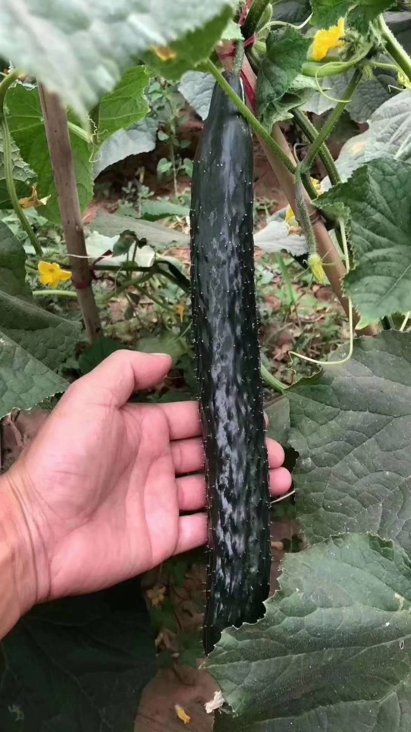 翔瑞918黄瓜种子，露地专用抗热抗高温夏季油亮绿心黑绿皮
