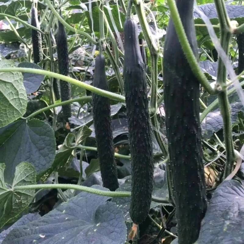 翔瑞918黄瓜种子，露地专用抗热抗高温夏季油亮绿心黑绿皮