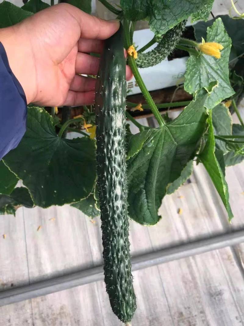 翔瑞918黄瓜种子，露地专用抗热抗高温夏季油亮绿心黑绿皮