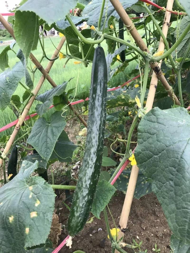 翔瑞918黄瓜种子，露地专用抗热抗高温夏季油亮绿心黑绿皮