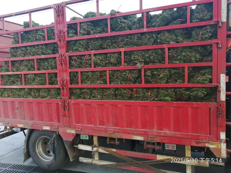 马尼拉草，（台湾草）基地直供，数量保证。